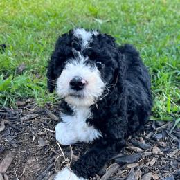 Maple - female Australian Mountain Doodle puppy in Sherrills Ford, North Carolina from Magnolia Grove Farms