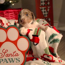 Dachshund Puppies from Crosbys Doxies