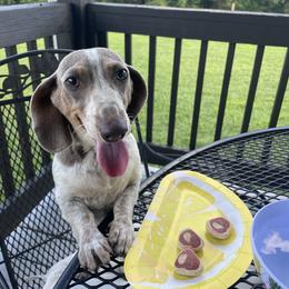 Nova - Dachshund