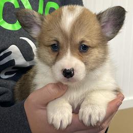 Maysie - Red and white female American Corgi puppy in Mount Carmel, Tennessee from Hidden View Farm