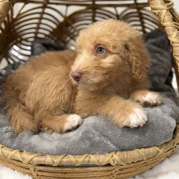 Luna - Apricot female Aussiedoodle puppy in Pomona, California from Socal Aussiedoodles