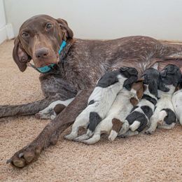 German Shorthaired Pointer and Vizsla Puppies from Nosam Kennels