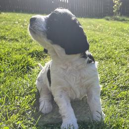 Astro Lucas - Parti male Double Doodle puppy in Johnston, Iowa from Trinity Doodles