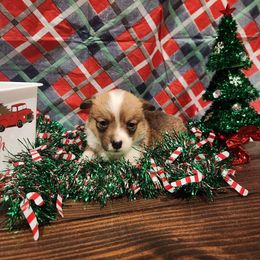 Noelle-Pink - Pembroke Welsh Corgi puppy from Holly Ridge Aussies, Aussiedoodles & Corgis