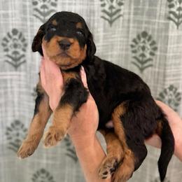Grumpy Bear- Blue Collar - Phantom male Goldendoodle puppy in Bay City, Texas from Charming Doods Goldendoodles