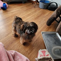 Coco - Shih Tzu