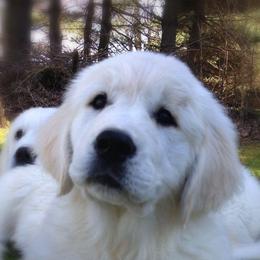 Golden Retriever Puppies from Family Raised Goldens