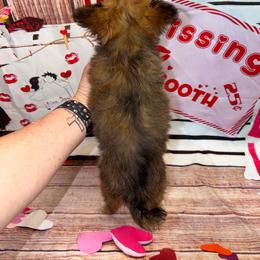 7350 dark sable male - Black sabled fawn male Chihuahua puppy in Palmyra, Indiana from Country Star Chihuahuas