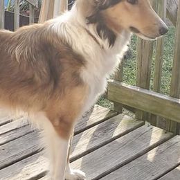 Old Time Scotch Collies from Menagerie Ranch
