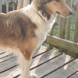 Old Time Scotch Collies from Menagerie Ranch