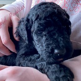 Poodle Puppies from Rosegold Poodles