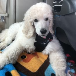 Poodle Puppies from D and D Standard Poodles