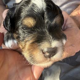 Banjo - Tri-color male Bernedoodle puppy in Pittsburg, Illinois from Doodles on Rock Creek