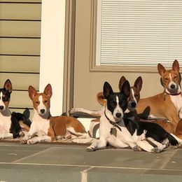 Basenji All Grown Up from Maringa Basenji