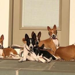 Basenji All Grown Up from Maringa Basenji