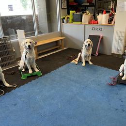 Golden Retriever Puppies from KCs Golden Dream