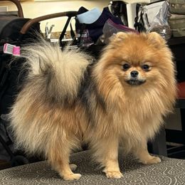 Champ - Pomeranian