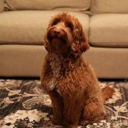 Cali Jane  - Australian Labradoodle