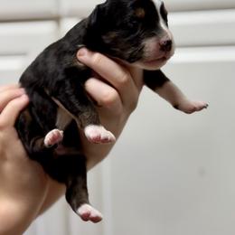 Onyx - Black tri-color female Australian Shepherd puppy in Odessa, Texas from Yucca Blossom Pups