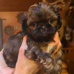 Rosetta - Red female Shih Tzu puppy in Nekoosa, Wisconsin from Brox Acres House of Fur LLC