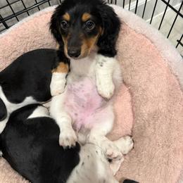 Reya - Piebald female Dachshund puppy in Winter Haven, Florida from Dreamwork Dachshunds