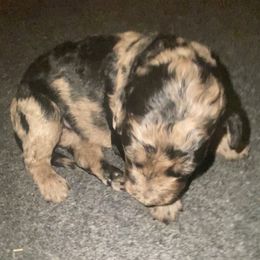Wassail - Blue merle female Sheepadoodle puppy in Columbia, Tennessee from Primrose Cottage Puppies