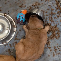 Golden Retriever Puppies from 10 Piece Golden Nugget Retrievers