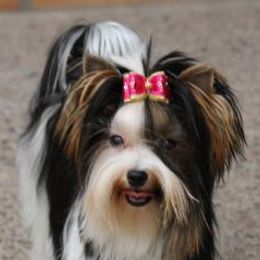 Biewer Terriers from Angelic Biewers