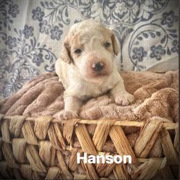 Hanson - Parti male Poodle puppy in Athens, Georgia from Alexander’s Standard Poodles