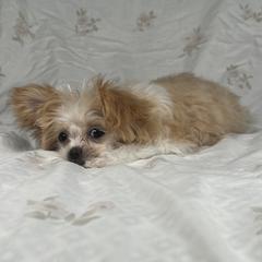 Winter - Mi-Ki puppy from Metro Mi-kis