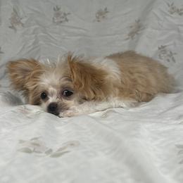 Winter - Mi-Ki puppy from Metro Mi-kis