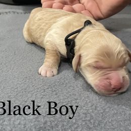 Boy 3 - Golden Golden Retriever puppy in Argyle, Texas from Randalls Golden Retrievers