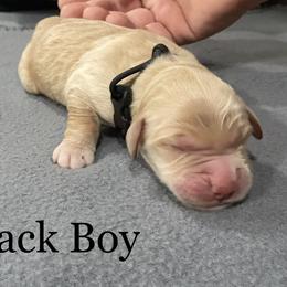 Boy 3 - Golden Golden Retriever puppy in Argyle, Texas from Randalls Golden Retrievers