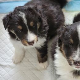 Shetland Sheepdog Puppies from Highland Shelties