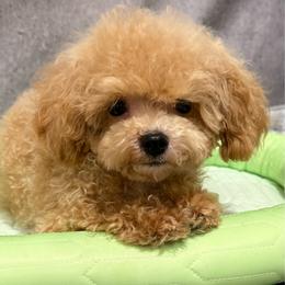 Ronya - Apricot male Maltipoo puppy in San Diego, Temecula, Ontario, California from Yorkie & Maltese Royalty