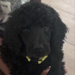 Onyx - Black male Poodle puppy in Hesperia, California from Whitesock Standard Poodles
