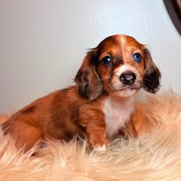 Arabella - Dapple female Dachshund puppy in Washburn, Tennessee from Clinch Mountain Dachshunds