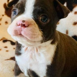 Boston Terriers from Bull Shoals Bostons