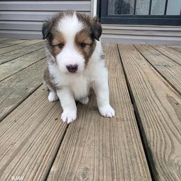 Boy 1 - Sable and white male Shetland Sheepdog puppy in Greenfield, Ohio from KJAV Shetland Sheepdogs
