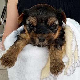 Sarabi - Black and tan female Yorkshire Terrier puppy in West Fargo, North Dakota from A Yorkie Tale