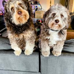 Aussiedoodle Puppies from C/H Mini Aussie's & Aussiedoodles