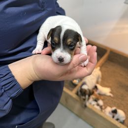 Jack Russell Terrier Puppies from Kilgus Jack Russell Terriers