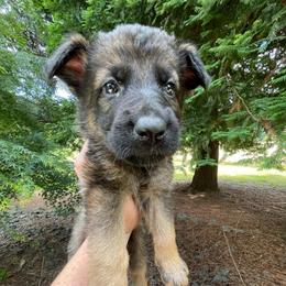 Margarita - Sable female German Shepherd puppy in Oakland, Oregon from VHM German Shepherds