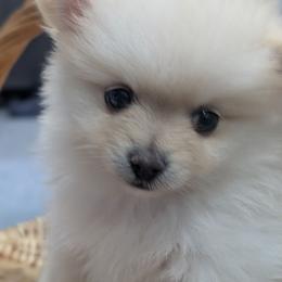 Ledy snow - White female Pomeranian puppy in Sacramento, California from Tamara's Puppies