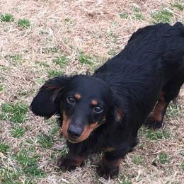 Sissy - Dachshund