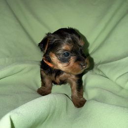 Orange boy - Black and tan male Yorkshire Terrier puppy in Pomona, California from Lunio's Yorkies