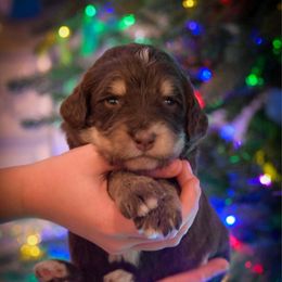 Rudolph - brown tri - Tri-color male Bernedoodle puppy in Lookout, California from Remington Kennels, LLC