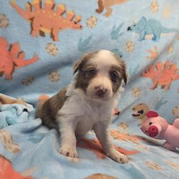 Luna - Red merle female Border Collie puppy in Gary, Indiana from Lake Ridge Border Collies
