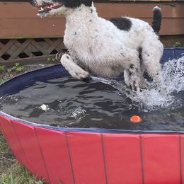 Poodle All Grown Up from Knight’s Standard Poodles