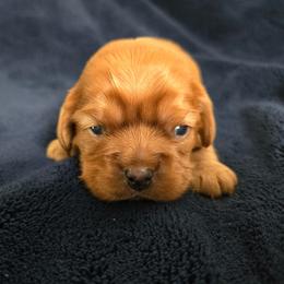 Clover - Ruby female Cavalier King Charles Spaniel puppy in Sunny Valley, Oregon from Sunny Valley Cavaliers